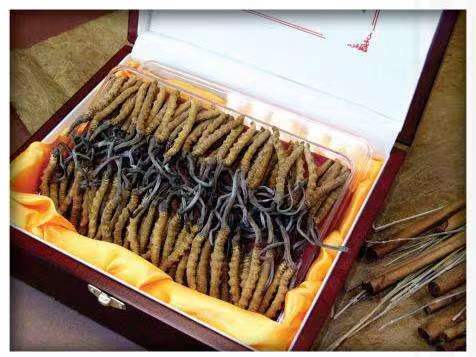 平昌冬虫夏草回收